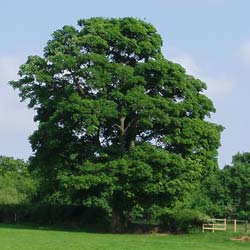 Acer pseudoplatanus